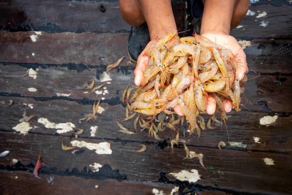 Nueve empresas exportadoras de camarón pomada financian proyecto para llegar al ecoetiquetado