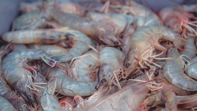 La exportación del camarón pomada genera anualmente más de 50 millones de dólares para la economía nacional. (Foto cortesía)